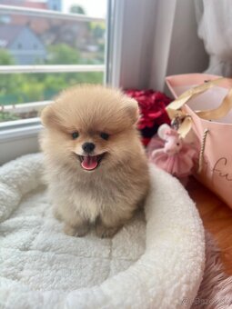 Pomeranian mini - 2