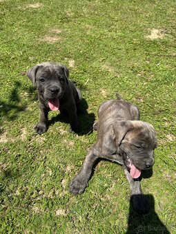 Cane corso - 2