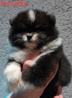 Pomeranian mini Boo - 2