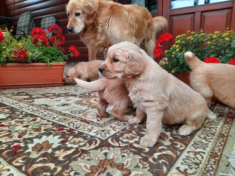 Predám šteniatka zlatý retriever - 2