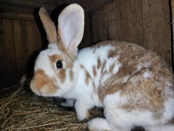 Dospelá samica chinchila strakata akcia 25€, Prešov - 2