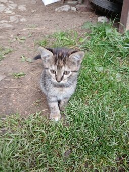 Darujeme maciatko - 2