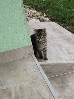 🐱DARUJEM kocúrika🐱 - 2