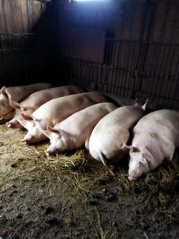 Prasa na zabíjačku - 2