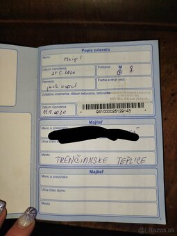 Jack Russell teriér - 2