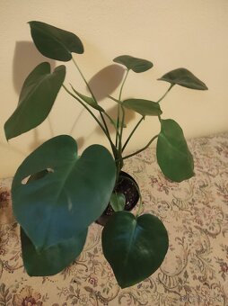 MONSTERA DELICIOSA - 2