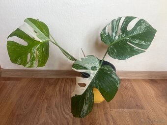 Monstera albo - 2