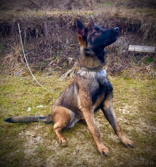 Belgický ovčiak bez PP - 2