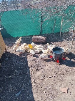 Brojlerové kačice - 2