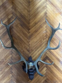 Parožie výška 70cm - 2