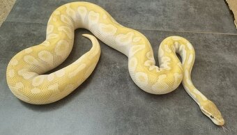 Python Regius / Pyton kráľovský - 2