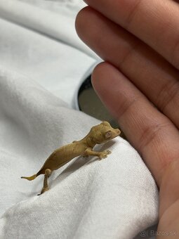 Uroplatus Ebenauis - 2