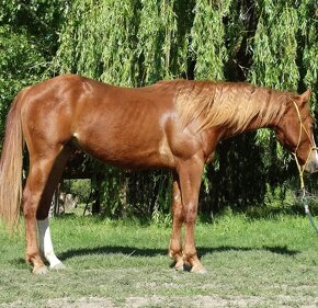Quarter horse valach - 2