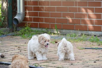Maltipoo s doručením - 2