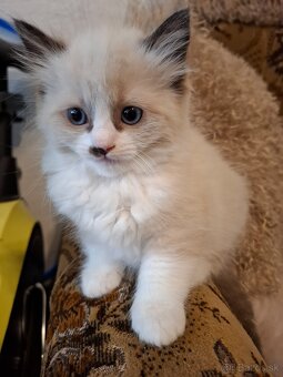Ragdoll mačička seal bicolour with blaze - 2