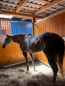 Kobyla Quarter horse - 2