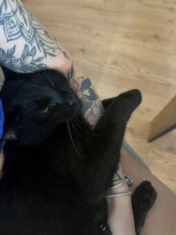 Darujem kocúrika Blackyho do dobrých rúk 🖤 - 2