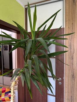 Yucca - 2