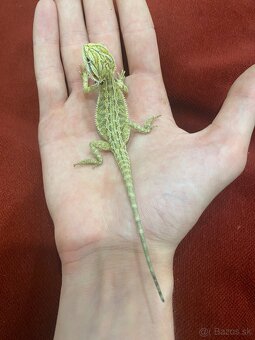 Agama Bradatá Mláďatá hypo + terárium na mieru - 2