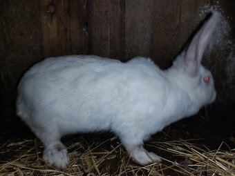 Dospelá pokojná samica HYLA akcia 25€ priamo Prešov - 2