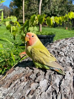 Agapornis ružohrdlý-Ručne dokŕmený - 2