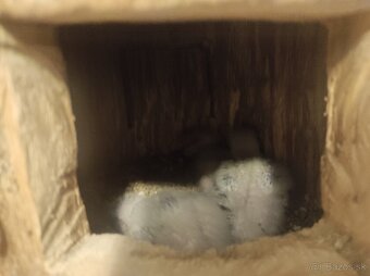 Papagáj senegalský - 2