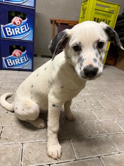 Dalmatin x border kólia - 2