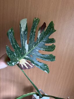 monstera thai odrezok - 2
