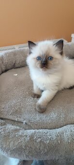 Ragdoll mačiatka, mačka - 2