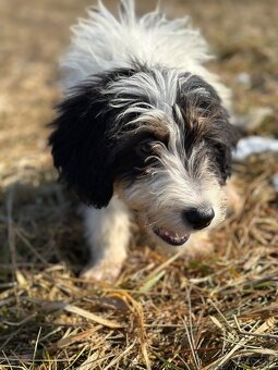Pulrocni pejsek bordoodle s PP - 2