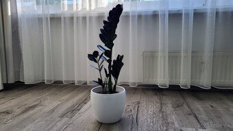 Zamioculcas Raven (čierny) - 2