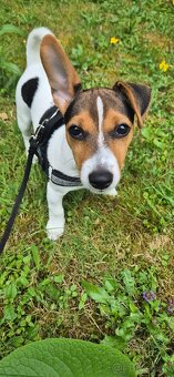 Jack Russel - 2