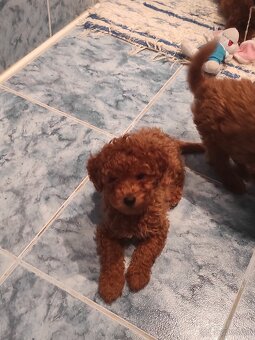 Pudel Trpaslíči - 2