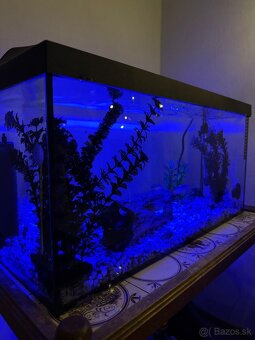 Predám akvárium - 2