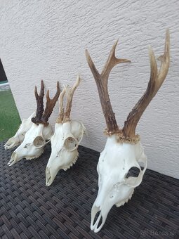 Parohy, zhody, trofeje, srnce - 2