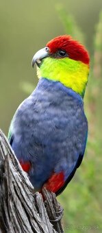 Papagáj červenočiapkový - 2