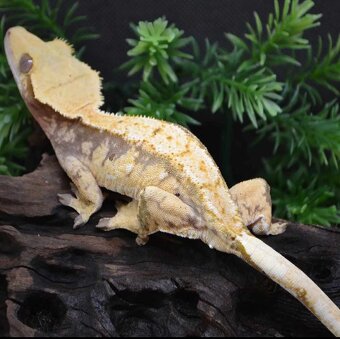 Pagekón Riasnatý Correlophus Ciliatus - 2