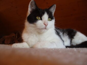 Roxy hľadá domov - 2