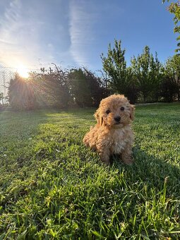 Maltipoo - 2