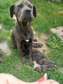 Predám šteniatka Cane Corso + Bandog - 2