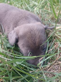 Predám šteniatka Cane Corso + Bandog - 2