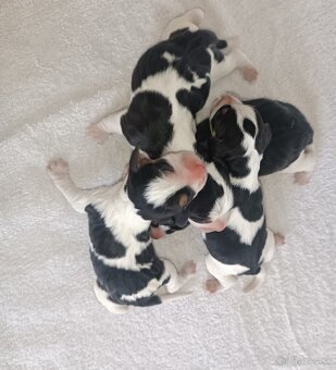 Bigl, Beagle, Bigel,Bígl šteniatka - 2