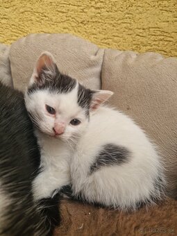 Darujem maciatka - 2