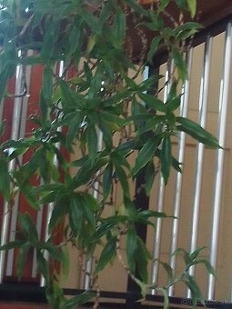 kalisia vonava lieciva rastlina - 2