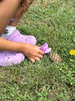 Korytnačka zelenkastá od chovateľa - 2