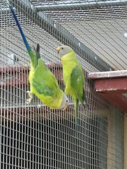 Alexander červenohlavý - 2