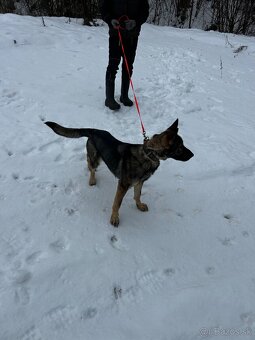 Nemecký ovčiak s PP - 2