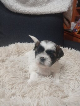 Shi-tzu, Shitzu - 2