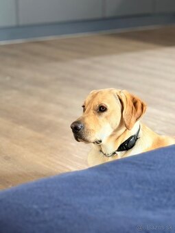 Ponúkam na krytie – Labrador retriever - 2