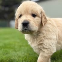 šteniatka Zlatého retrievera s PP - 2